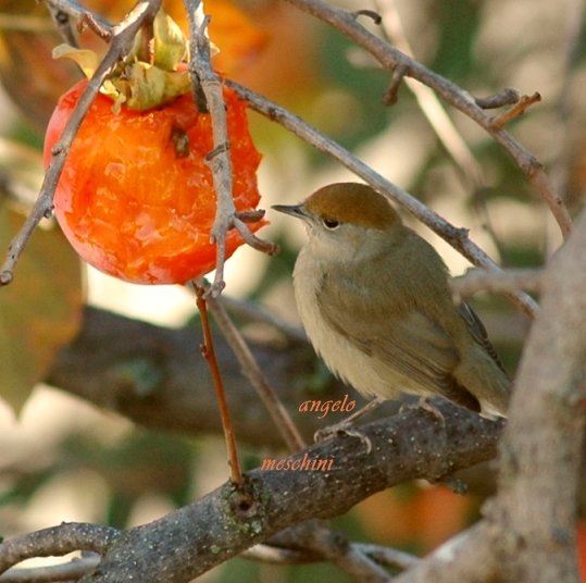 Capinera, Sylvia atricapilla. dieta nella stagione di mezzo.